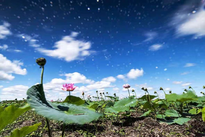 Lotuses exude unique charm in drylands