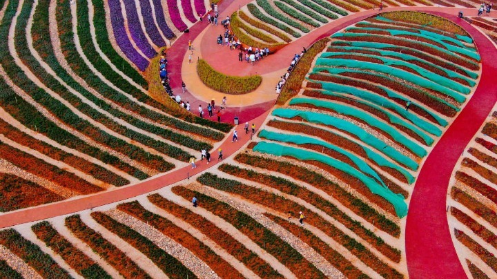 Aerial view of the sea of flowers near Fuxian Lake in Yuxi city