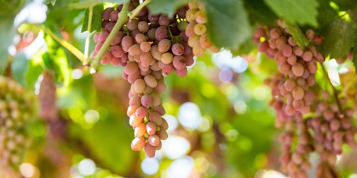 Grape planting promoted to increase growers' incomes in Xinjiang's Huocheng county