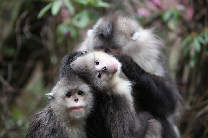 Biodiversity Conservation in China