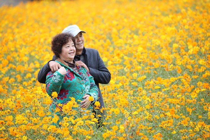 Golden flowers bloom in autumn