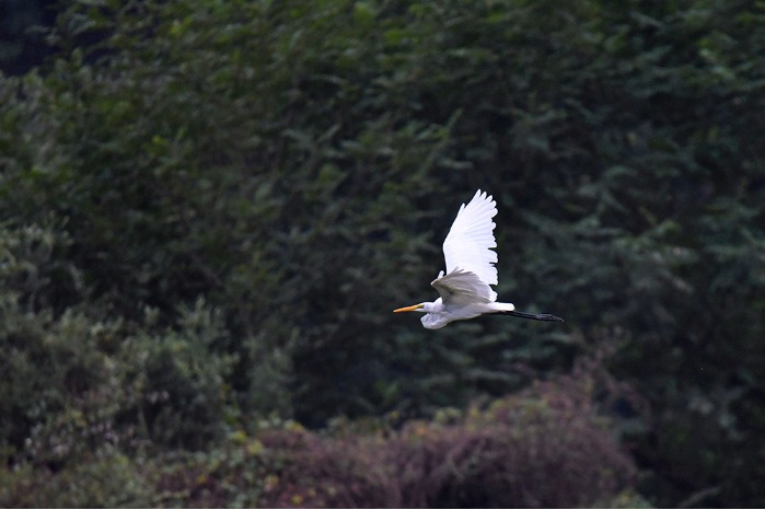 Charming wetland park draws water birds