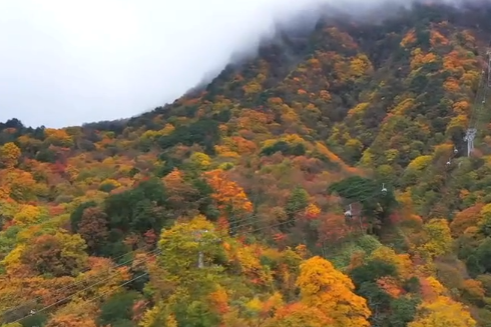 Guangwu Mountain Red Leaf Festival kicks off