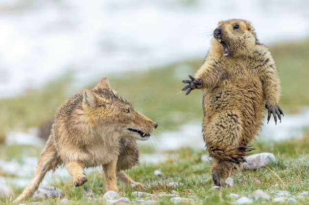 Photo exhibition celebrates Qinghai's ecology and biodiversity