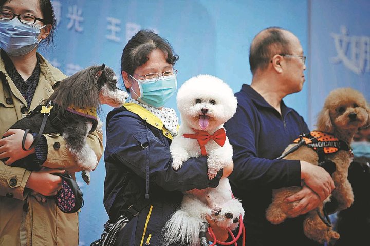 Online vet care services springs up in China