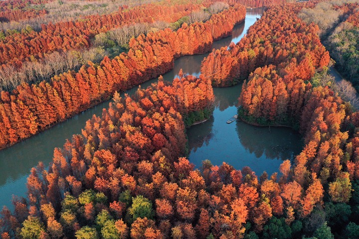 Dawn redwood forests resemble clusters of red sponge in Shanghai