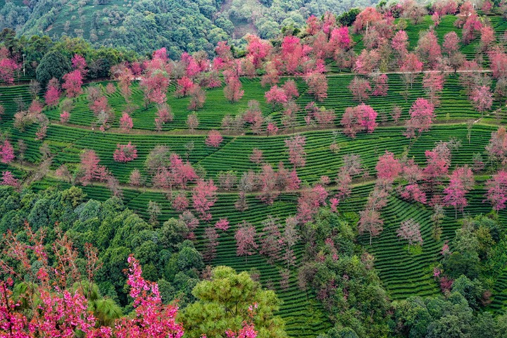 Cherry blossoms in bloom in SW China