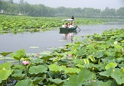 Baiyangdian, Baoding