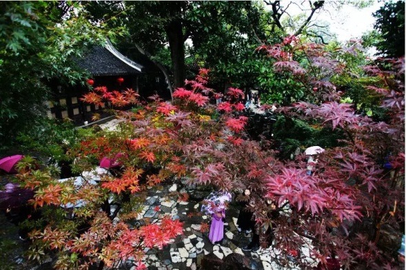 Early winter scarlet maple leaves grace Yangzhou