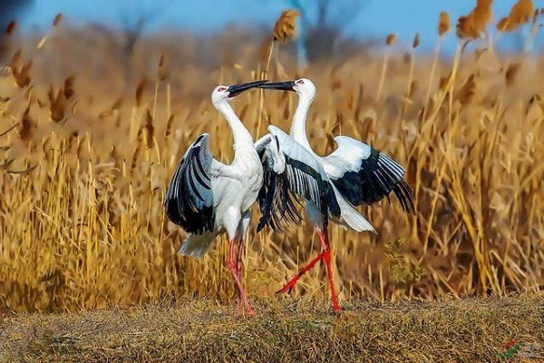 Oriental storks rest in man-made nests on electricity pylons in Yangzhou