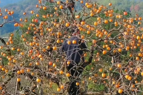 Growing ‘good luck’ persimmons in E China