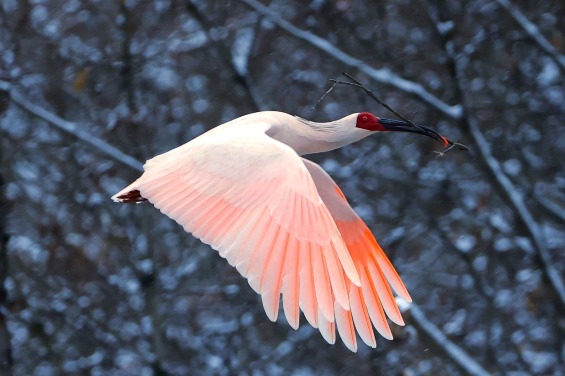 Crested ibises prepare for next year’s breeding