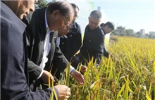 Modern agriculture prospers in Huangpu