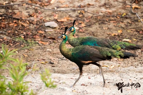 Biodiversity ruling to block dam project first of its kind in China