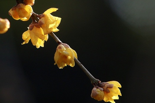 Blooming wintersweet flowers seen in Yangzhou