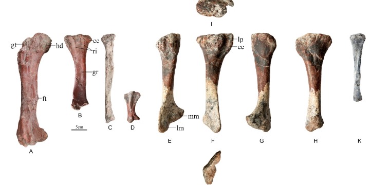 Fossil of new dinosaur found in Chongqing