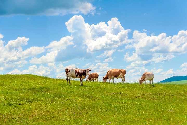 China’s first zero-carbon milk debuts