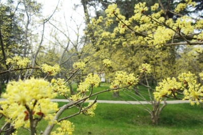 Spring brightens up Yangzhou