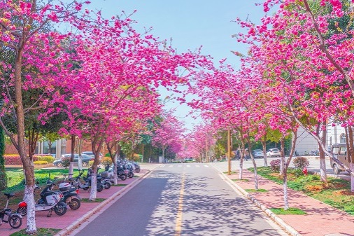 Spring, cherry blossoms come to Yunnan University