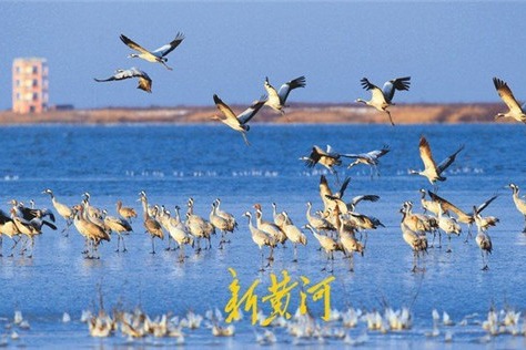 Shandong to build Yellow River Estuary National Park