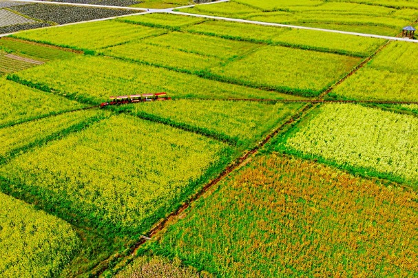 Rape flowers form blanket of color in Fujian