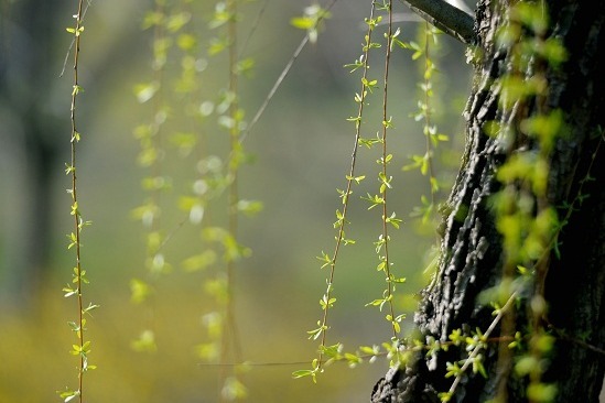 Photos capture spring views in Yangzhou