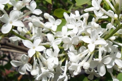 Flower admiring guide at Slender West Lake