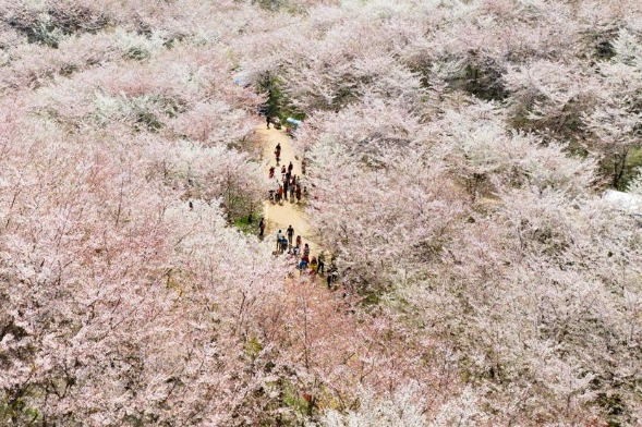 Cherry blossoms adorn Guian, Guizhou province