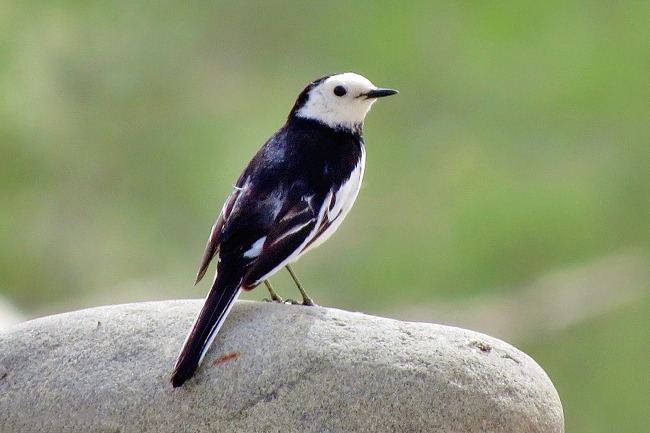 Helan Mountains, paradise for birds