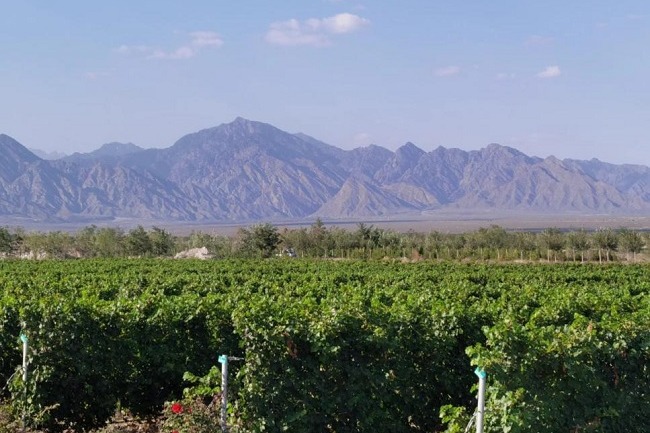 Wine sales skyrocket in Ningxia