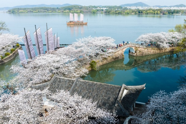 Wuxi city makes a splash hosting cherry blossom festival