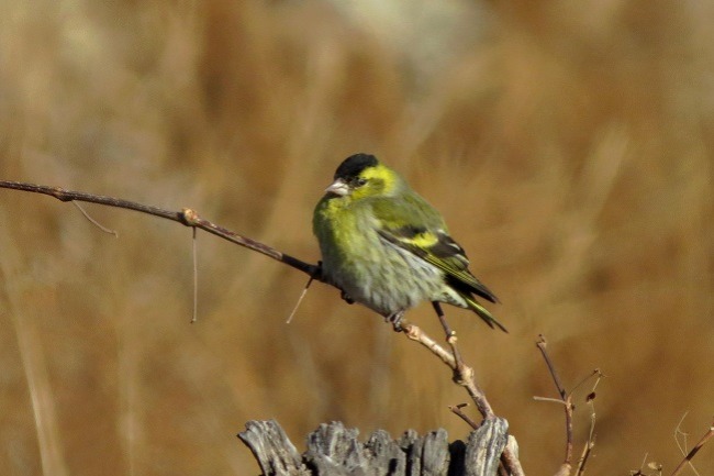 Birds of Ningxia in spring