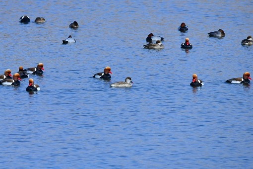 Migratory birds stop over in Ningxia