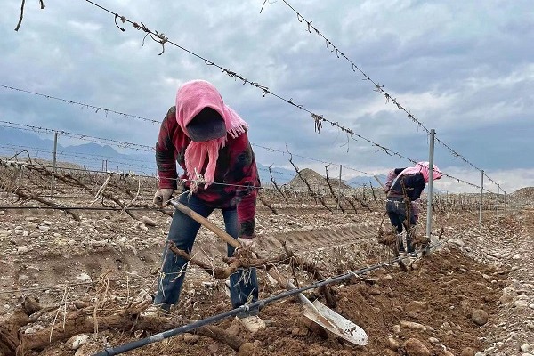 Wine grape season begins by digging up vines