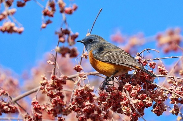 Ningxia celebrates International Bird Loving Day