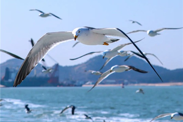 Wetland in Rongcheng becomes paradise for migrant birds