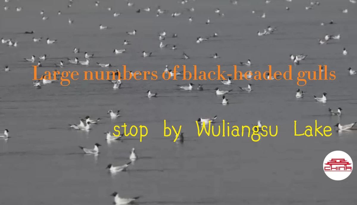 Tens of thousands of black-headed gulls stop by Wuliangsu Lake