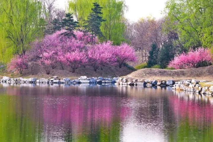 Gorgeous peach blossoms scenery in Yuanmingyuan