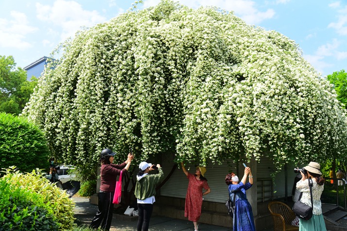 Blooming Aquilaria sinensis flowers resemble waterfall