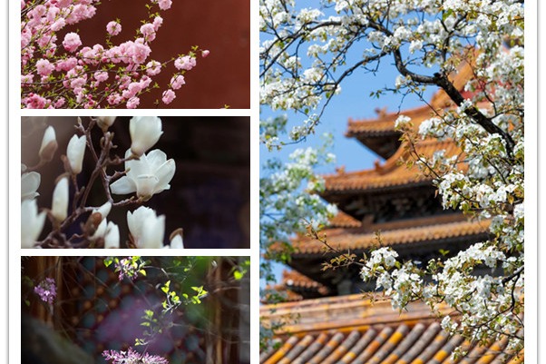 Colorful flowers border the Forbidden City