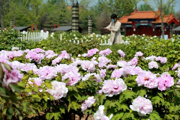 Heze peony festival goes online