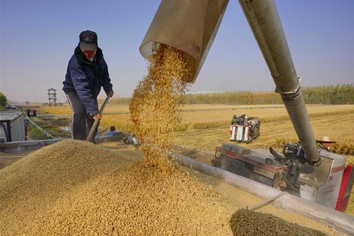 Chinese scientists identify yield-related genes in maize, rice