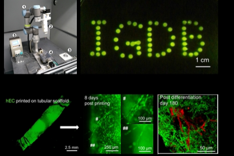 Researchers print 3D cardiac tissue capable of sustaining pulses for over 6 months