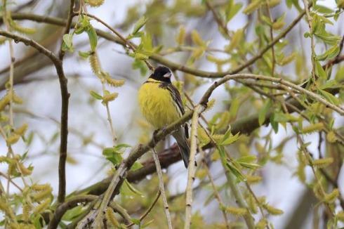 Rare bird photographed in Yunnan's nature reserve