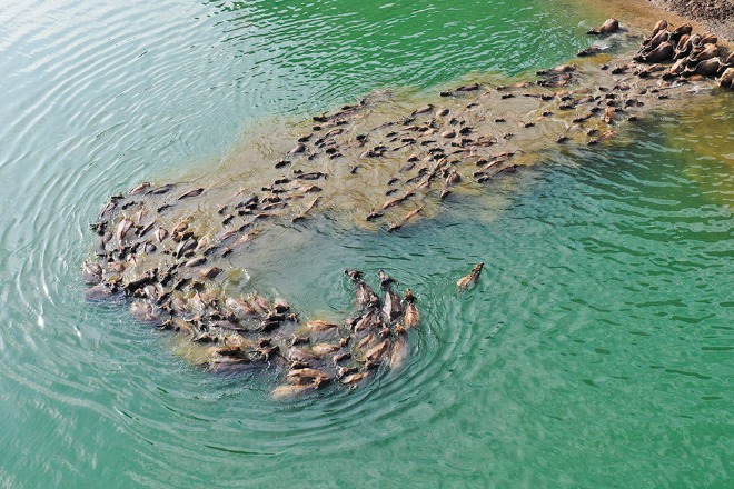 Over 100 buffaloes cross river in Sichuan