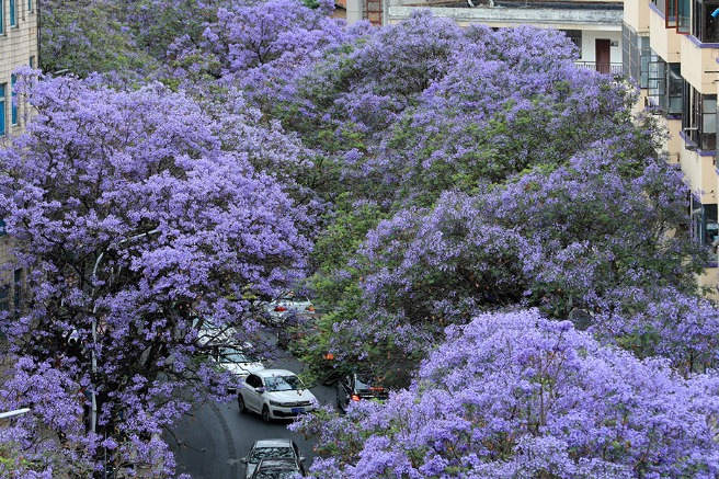 Blossoming jacaranda flowers herald coming of summer in Kunming