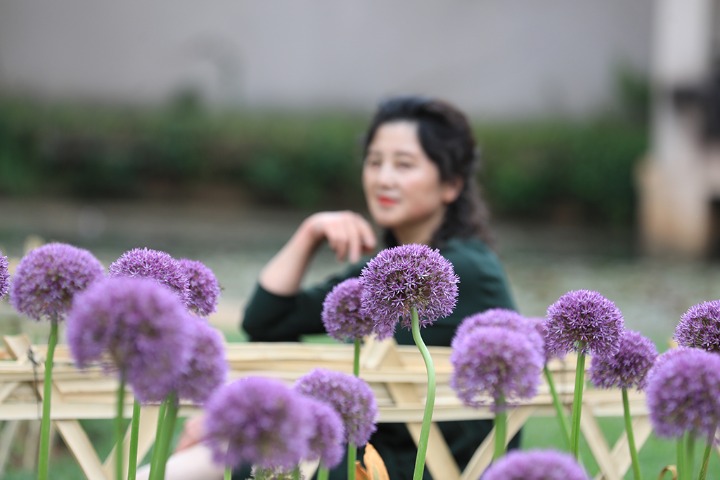 Giant alliums in full bloom in Kunming Botanical Garden