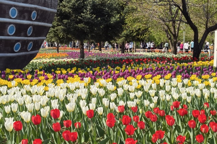 Tulips in Changchun beckon visitors