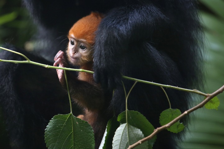 Rare leaf monkeys spotted in Yunnan