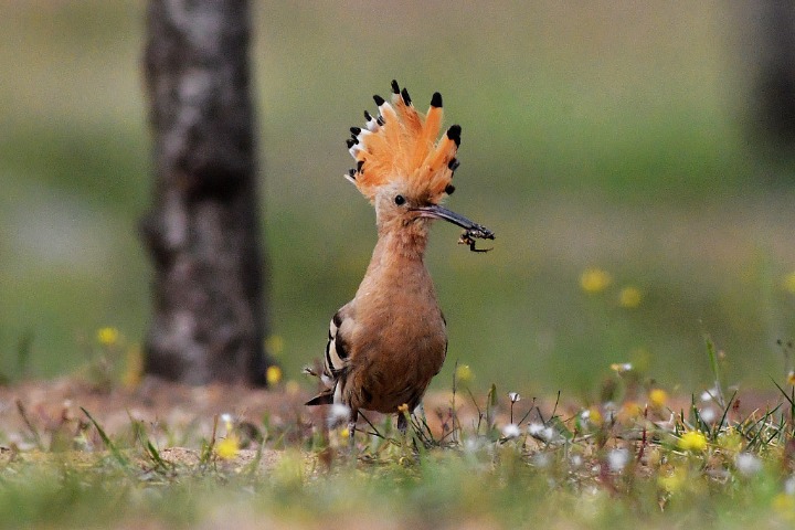 Two Eurasian hoopoe birds take turns feeding their babies